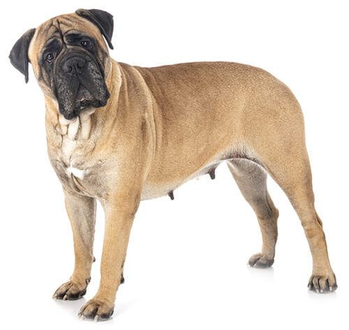 Mastiff best sale dog origin